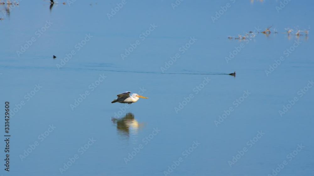 Lake Karla , Greece , wild flora and fauna, in a protected ecological environment Lake Karla , Greece , wild flora and fauna, in a protected ecological environment