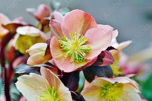Freshly picked purple hellebore flowers (helleborus hybridus), also known as Christmas or Lenten rose