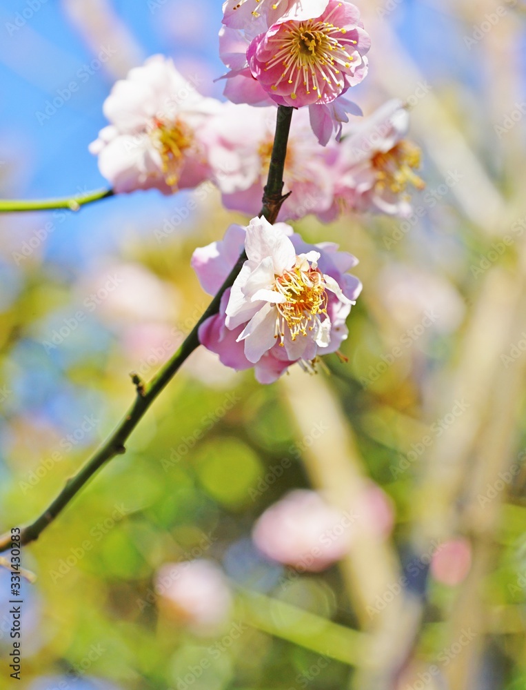Pink flower blooms of the Japanese ume apricot tree, prunus mume Pink flower blooms of the Japanese ume apricot tree, prunus mume