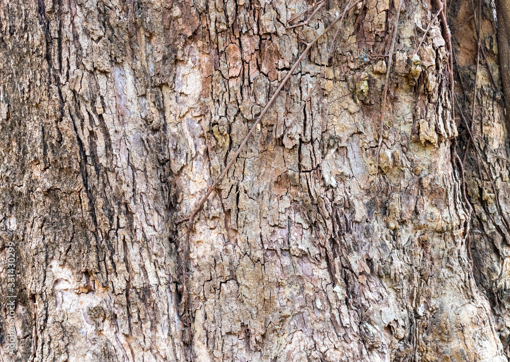 Closeup Tree Bark Texture For Background , Old Wood Tree background surface natural pattern Closeup Tree Bark Texture For Background , Old Wood Tree background surface natural pattern
