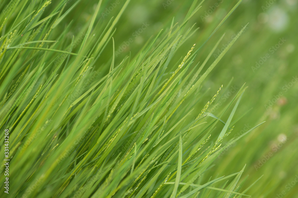 Fototapeta premium Young green grass.Vivid summer background.