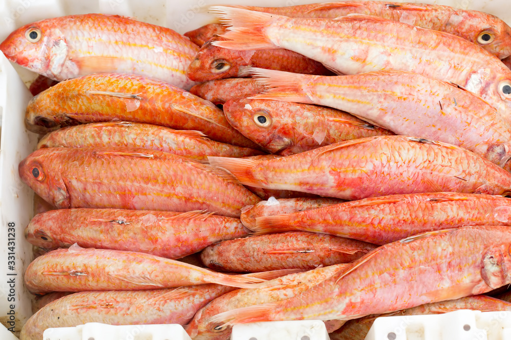Mangrove red snapper, Essaouira fish market Mangrove red snapper, Essaouira fish market