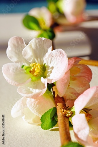 Pale apricot orange blooms of flowering quince chaenomeles shrub