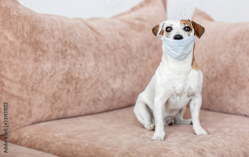 Dog with a medical mask is quarantined at home