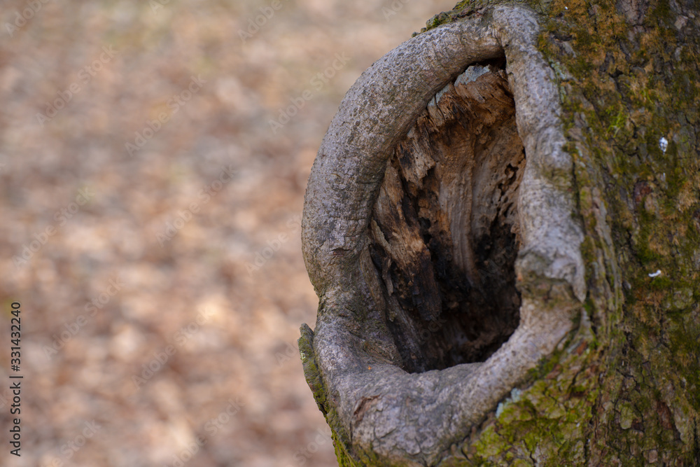 Obraz premium Big hole in the tree