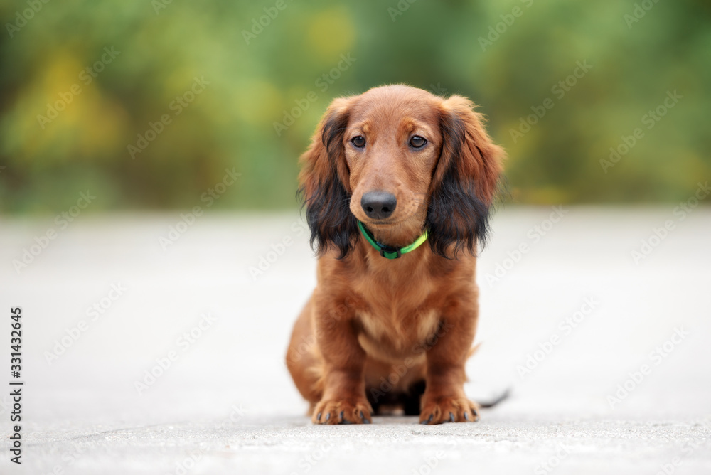 dachshund puppy in a collar sitting outdoors