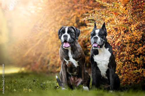 Photography two german boxer dogs portrait outdoors together