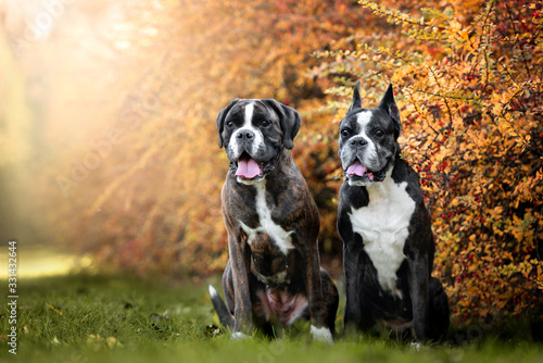 two german boxer dogs portrait outdoors together photo