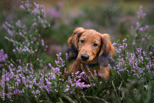 Fototapeta Naklejka Na Ścianę i Meble -  dachshund puppy portrait in heather