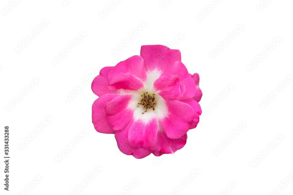 Beautiful blooming pink Rosa Gallica flower (French Rose) isolate on a white background.