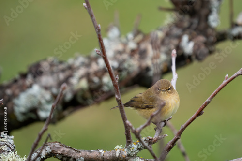 Phylloscopus collybita over the branch looking to the camera photo