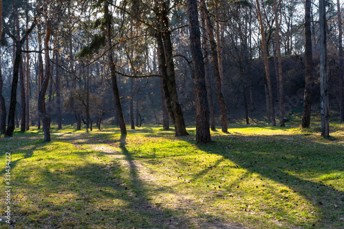 Fototapeta Naklejka Na Ścianę i Meble -  Rays of the sun through the trees in the forest