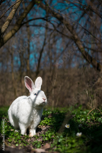White rabbit in the forest © Mihai