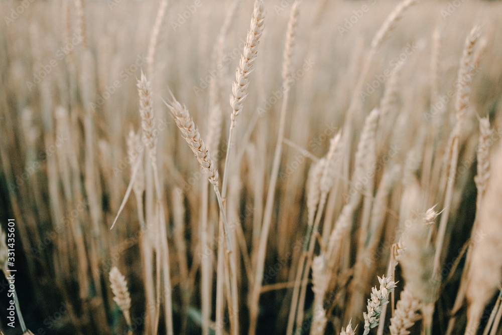 Obraz premium Wheat field. Ears of golden wheat close up. Beautiful Nature Sunset Landscape. Rural Scenery under Shining Sunlight. Background of ripening ears of meadow wheat field. Rich harvest Concept