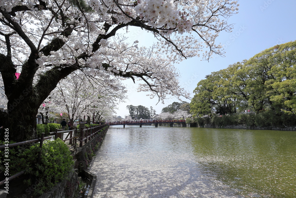 ソメイヨシノの風景