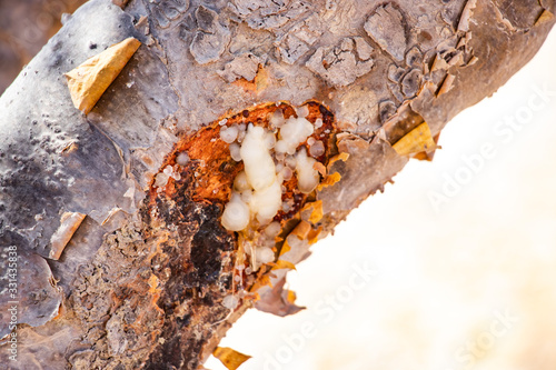 Natural Park of Frankincense Tree in Wadi Dawkah near Salalah Dhofar in Oman on Arabian Peninsula