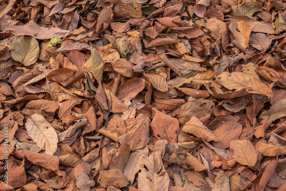 Dry autumn leaves in red, orange and brown colors nature Background