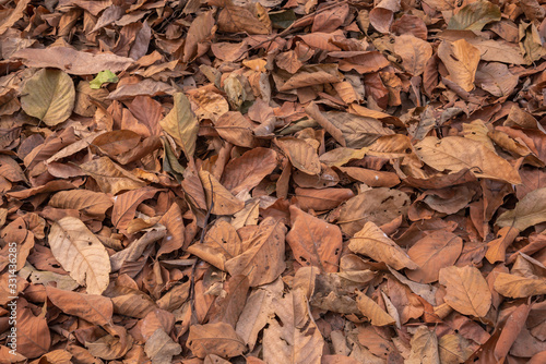 Dry autumn leaves in red, orange and brown colors nature Background