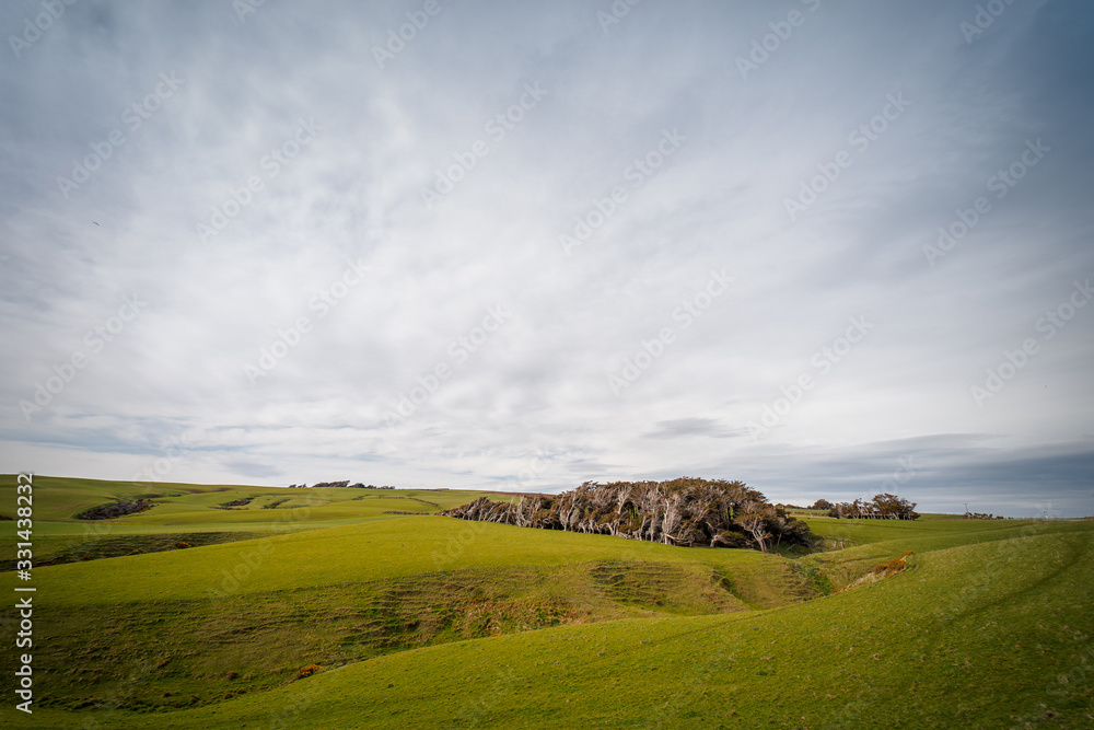 Fototapeta premium Beautiful panoramic view of a grassy hill with trees curiously shaped by the wind taken on a cloudy winter day, New Zealand
