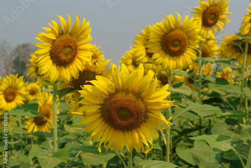 Fototapeta Naklejka Na Ścianę i Meble -  Bees eat nectar from sunflower