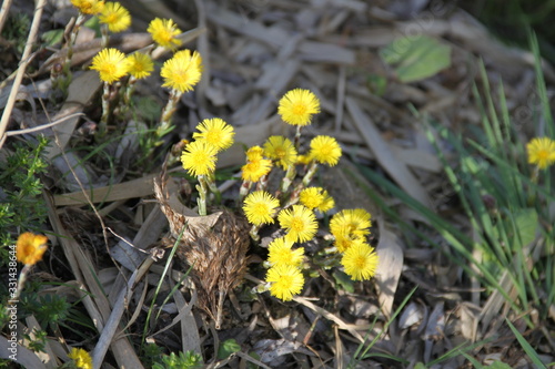 Yellow spring swamp flowers tussilago farfara