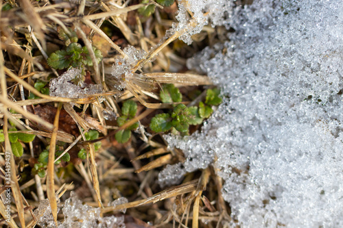 sprout of flower on the snow