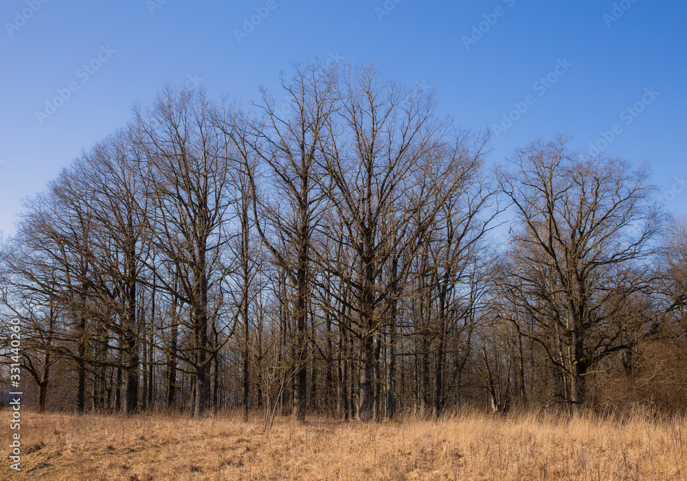 Black trees on a background of blue sky. Early spring has come Black trees on a background of blue sky. Early spring has come