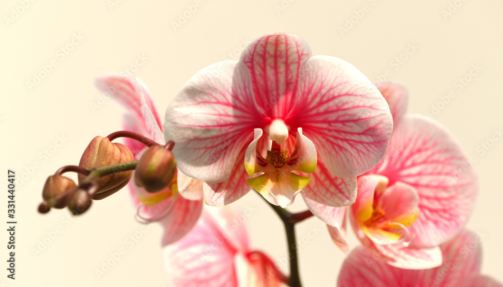 Fototapeta premium Pink multicolored orchid isolated on white background