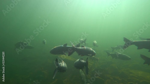 school of fish in a fresh water lake