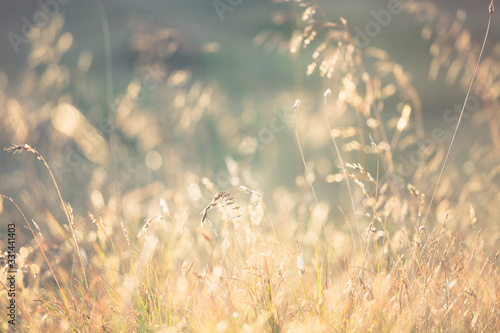 Golden evening on the meadow, rural summer backgrounds
