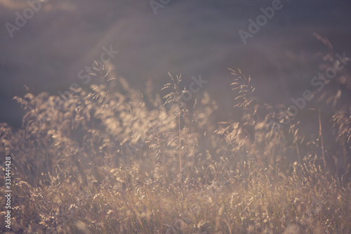 Golden evening on the meadow, rural summer backgrounds