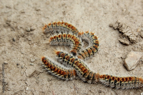 Chenilles processionnaires en marche