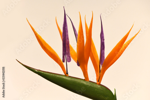 Srelitzia reginae (Bird of paradise flower) at background 