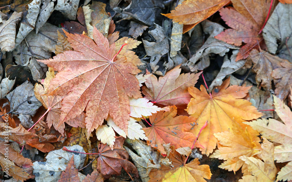 Fallen Maple leaves in autumn colours, Derbyshire England