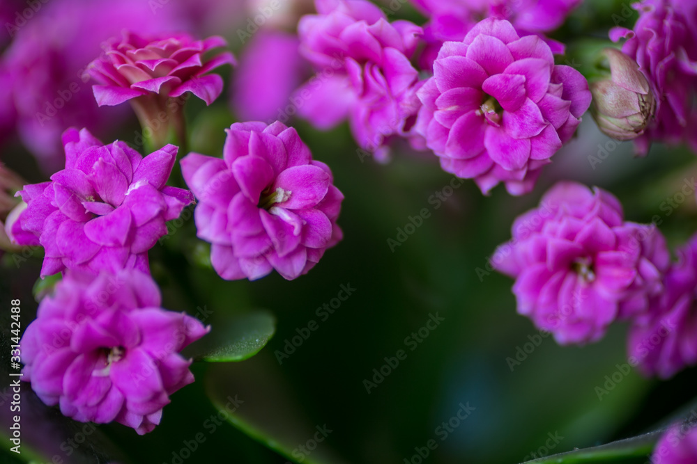 Close up Kalanchoe blossfeldiana or Florist Kalanchoe flowers color pink. Copy space, free space for text, flower card. Selected focus.