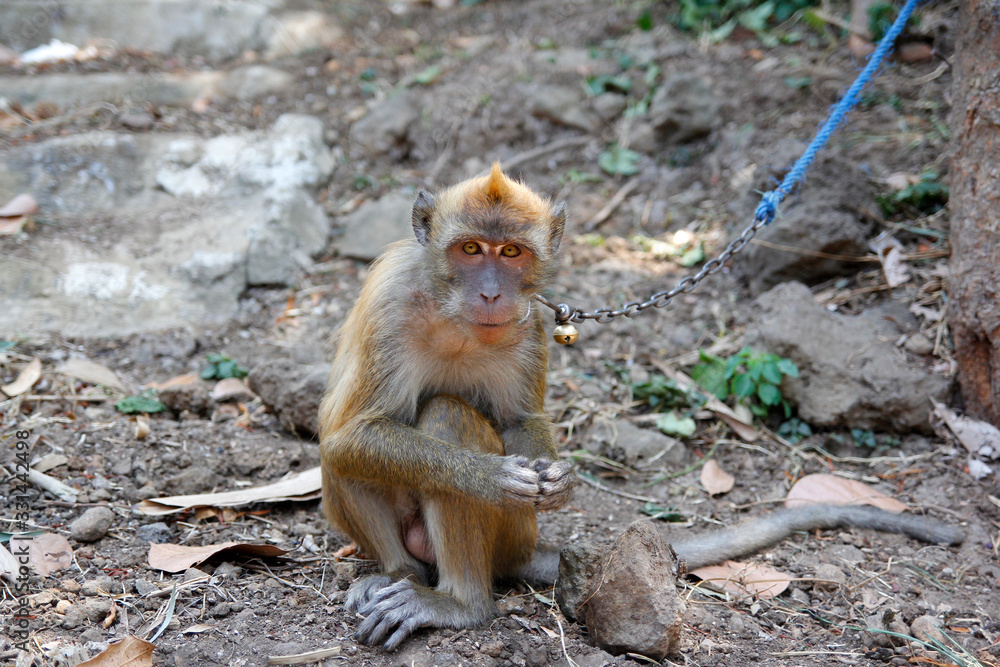 Obraz premium Long-tailed monkey (macaca fascicularis) with a chain-tied neck deliberately kept by the owner for entertainment business interests. 