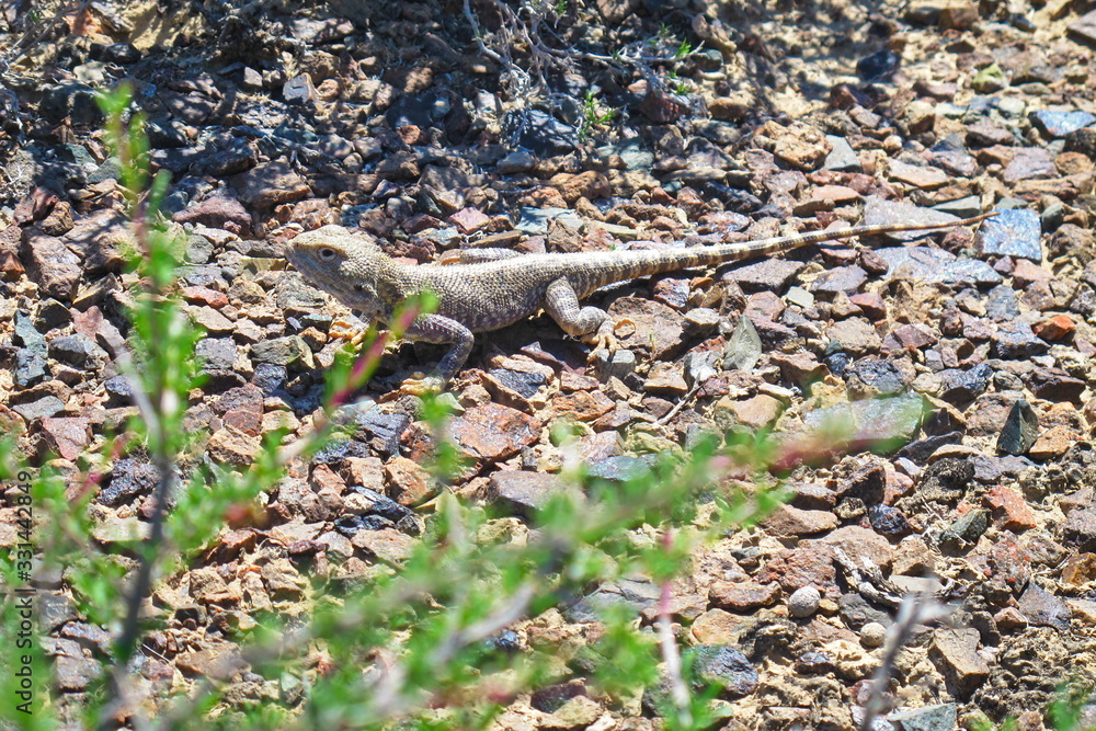 lizard froze before jumping in the hot sun