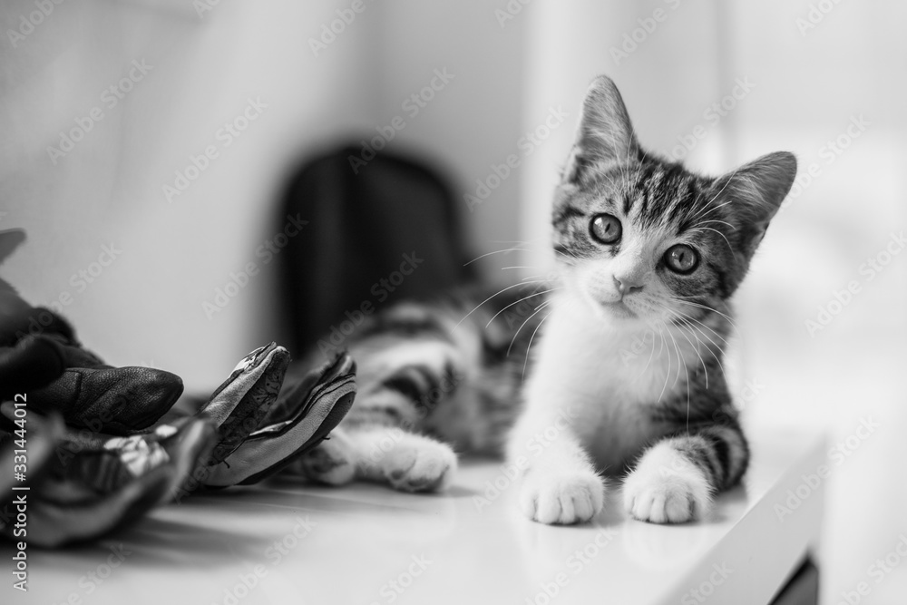 Bebe Chat Noir Et Blanc Stock Photo Adobe Stock