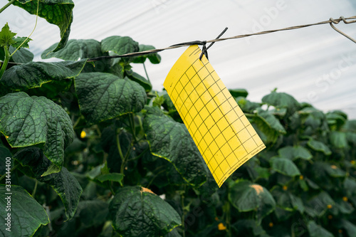 Cucumber plants growing in traditional greenhouse in Almeria. Integrated pest management technique at crops field. Yellow plaque pheromone glue traps photo