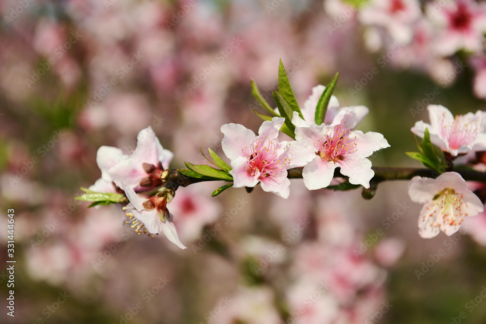 peach blossom bloom in an orchard