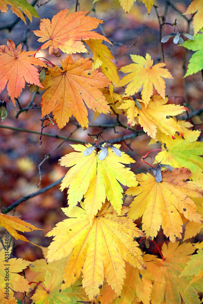 Maple leaves in autumn colours, Derbyshire England Maple leaves in autumn colours, Derbyshire England