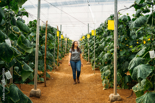 A young grower or farmer woman walking in aisle the greenhouse with a box in a traditional cucumber crop greenhouse in Almería.