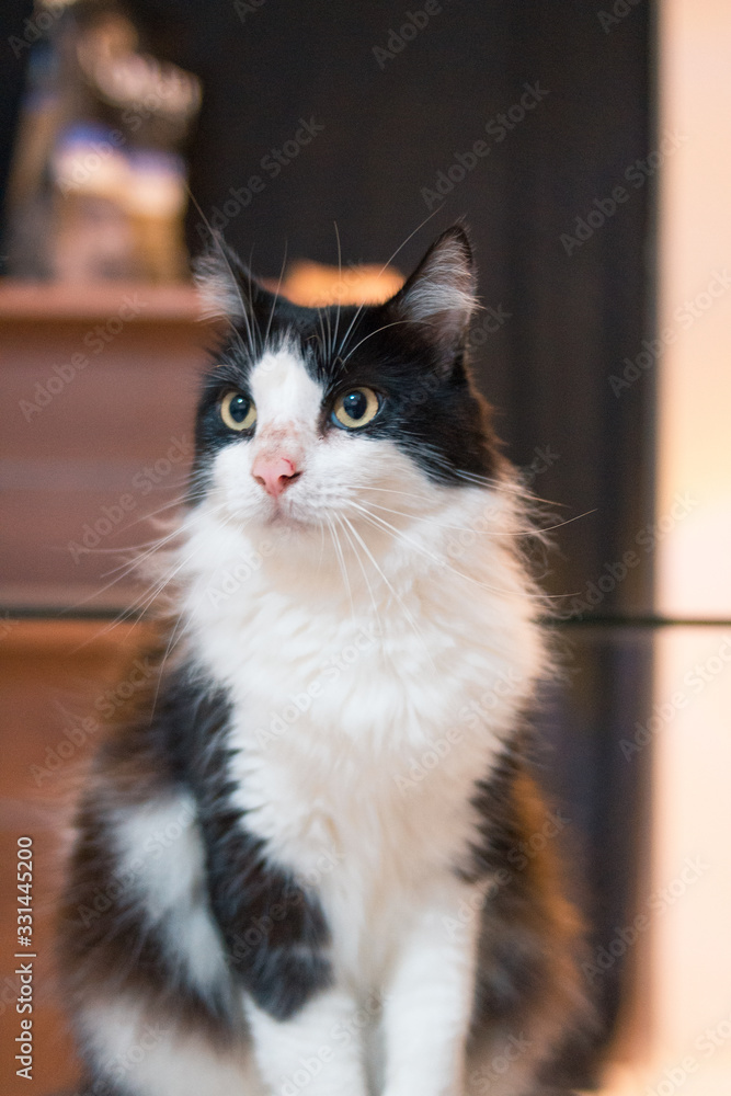 cat with green eyes cat with green eyes