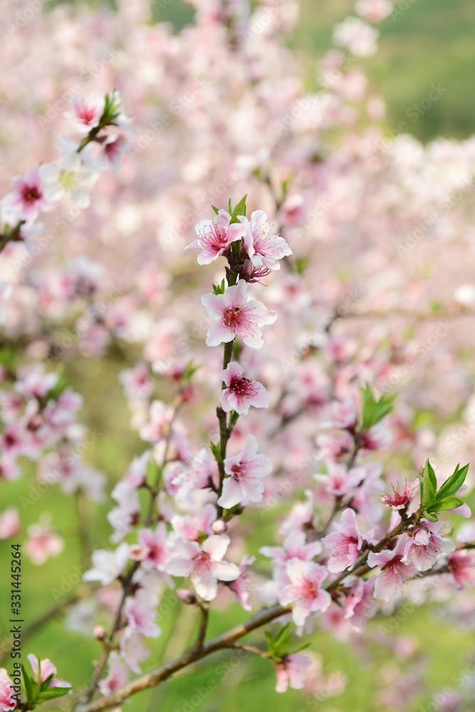 peach blossom bloom in an orchard