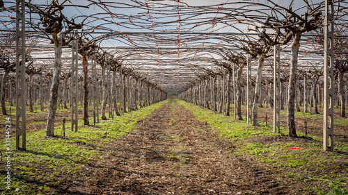 kiwi trees field at winter time