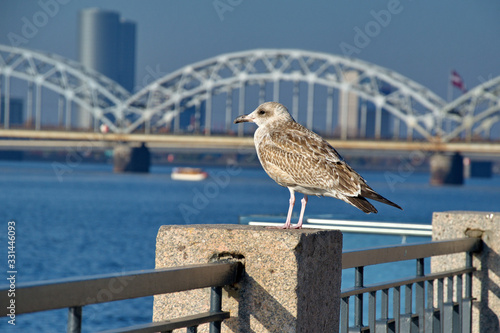 seagull on bridge