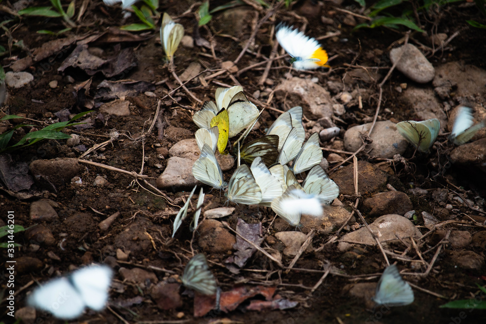 Group of butterflies puddling on the ground and flying in nature, Thailand Butterflies swarm eats minerals Group of butterflies puddling on the ground and flying in nature, Thailand Butterflies swarm eats minerals