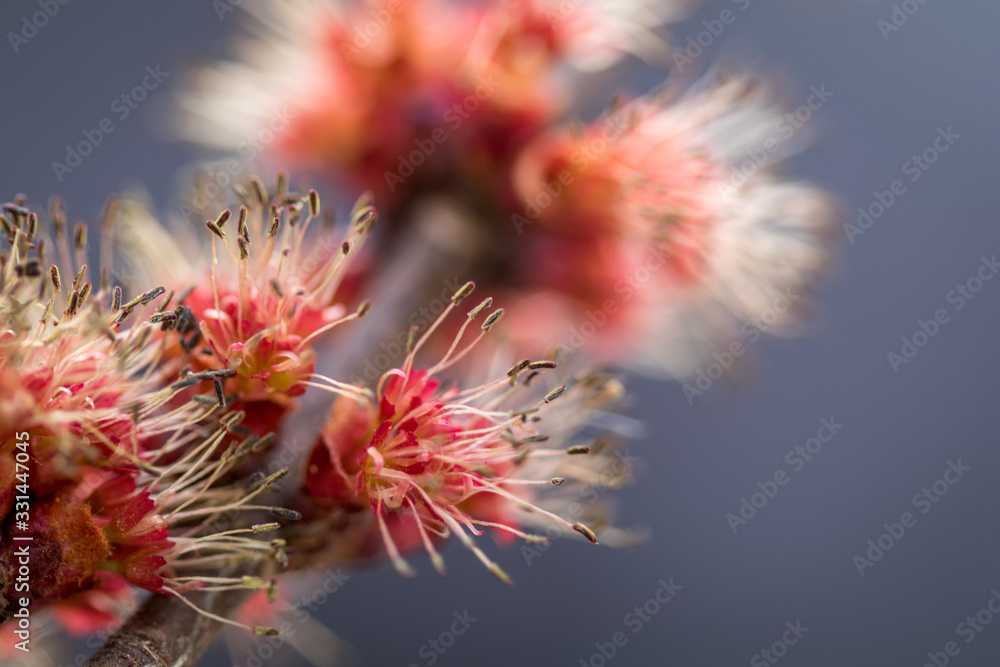 Red Maple, Acer rubrum, spring flowering buds macro closeup selective focus blurred bokeh background Red Maple, Acer rubrum, spring flowering buds macro closeup selective focus blurred bokeh background