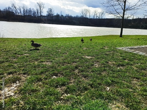 Happy wild ducks during sunny spring day photo