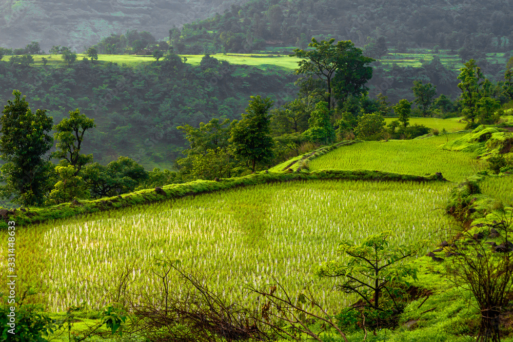 Obraz premium Paddy field